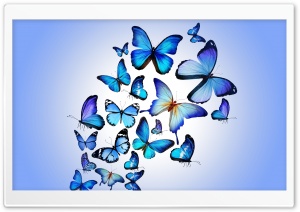 Butterflies Ultra HD Wallpaper for 4K UHD Widescreen desktop, tablet & smartphone