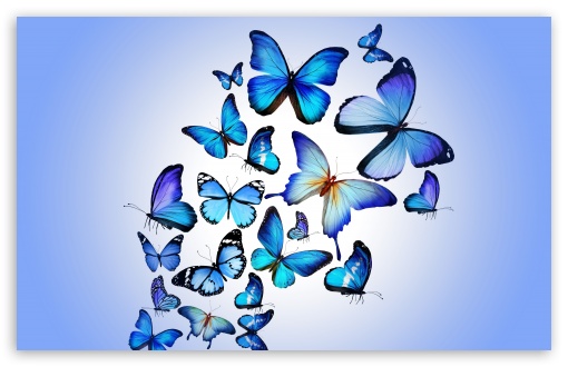 wallpaper butterfly desktop