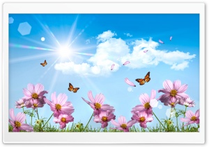 Butterflies And Cosmos Flowers Ultra HD Wallpaper for 4K UHD Widescreen desktop, tablet & smartphone