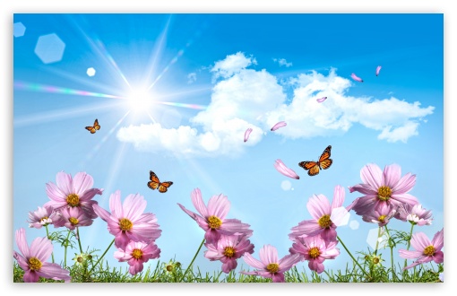 Butterflies And Cosmos Flowers UltraHD Wallpaper for Wide 16:10 5:3 Widescreen WHXGA WQXGA WUXGA WXGA WGA ; 8K UHD TV 16:9 Ultra High Definition 2160p 1440p 1080p 900p 720p ; Standard 4:3 5:4 3:2 Fullscreen UXGA XGA SVGA QSXGA SXGA DVGA HVGA HQVGA ( Apple PowerBook G4 iPhone 4 3G 3GS iPod Touch ) ; Tablet 1:1 ; iPad 1/2/Mini ; Mobile 4:3 5:3 3:2 16:9 5:4 - UXGA XGA SVGA WGA DVGA HVGA HQVGA ( Apple PowerBook G4 iPhone 4 3G 3GS iPod Touch ) 2160p 1440p 1080p 900p 720p QSXGA SXGA ;