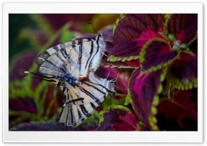 Butterflies in Love Ultra HD Wallpaper for 4K UHD Widescreen desktop, tablet & smartphone