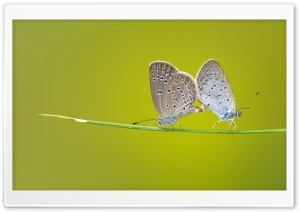 Butterflies Mating Ultra HD Wallpaper for 4K UHD Widescreen desktop, tablet & smartphone