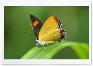 Butterfly Ultra HD Wallpaper for 4K UHD Widescreen desktop, tablet & smartphone