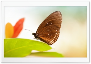 Butterfly 1 Ultra HD Wallpaper for 4K UHD Widescreen desktop, tablet & smartphone