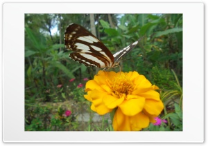 Butterfly 4K UHD Wallpaper for Widescreen and UltraWide Desktop, UltraHD TV, Smartphone, Tablet