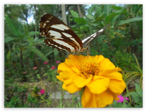 Butterfly UltraHD Wallpaper for Fullscreen 4:3 ;