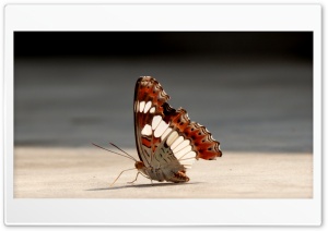 Butterfly 4K UHD Wallpaper for Widescreen and UltraWide Desktop, UltraHD TV, Smartphone, Tablet