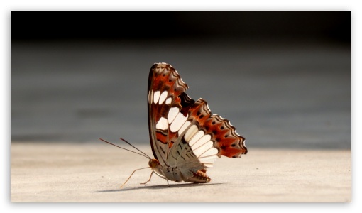 Butterfly UltraHD Wallpaper for UHD 16:9 ; HD 16:9 ;