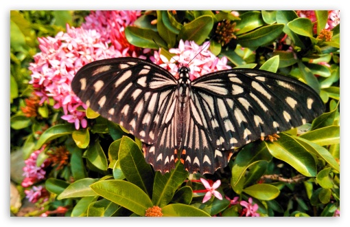 Butterfly UltraHD Wallpaper for UHD 16:9 ; HD 16:9 ; UltraWide 21:9 24:10 ; Widescreen 16:10 5:3 ;