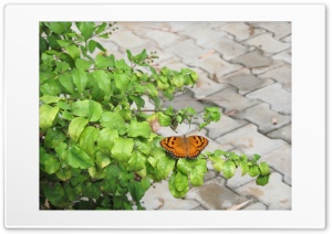 butterfly 4K UHD Wallpaper for Widescreen and UltraWide Desktop, UltraHD TV, Smartphone, Tablet