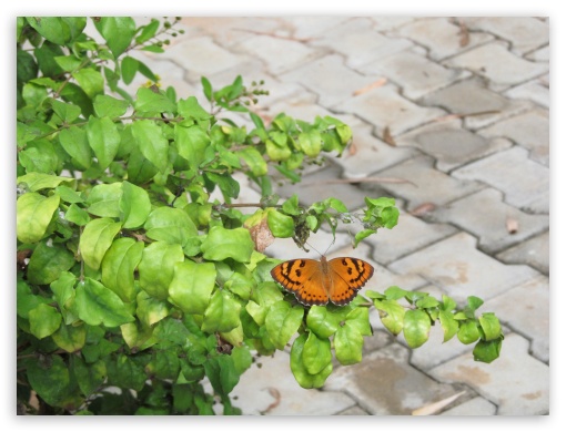 butterfly UltraHD Wallpaper for Fullscreen 4:3 ;