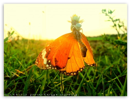 Butterfly UltraHD Wallpaper for Fullscreen 4:3 ;