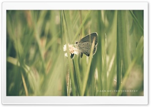 Butterfly-1 Ultra HD Wallpaper for 4K UHD Widescreen desktop, tablet & smartphone