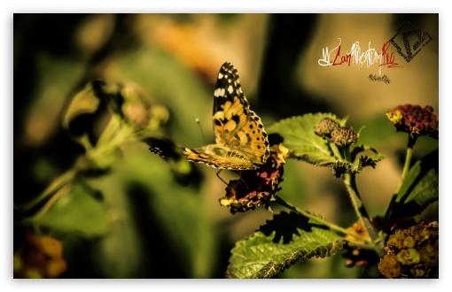 Butterfly UltraHD Wallpaper for Wide 16:10 5:3 Widescreen WHXGA WQXGA WUXGA WXGA WGA ; 8K UHD TV 16:9 Ultra High Definition 2160p 1440p 1080p 900p 720p ; UHD 16:9 2160p 1440p 1080p 900p 720p ; Standard 4:3 5:4 3:2 Fullscreen UXGA XGA SVGA QSXGA SXGA DVGA HVGA HQVGA ( Apple PowerBook G4 iPhone 4 3G 3GS iPod Touch ) ; Smartphone 5:3 WGA ; Tablet 1:1 ; iPad 1/2/Mini ; Mobile 4:3 5:3 3:2 16:9 5:4 - UXGA XGA SVGA WGA DVGA HVGA HQVGA ( Apple PowerBook G4 iPhone 4 3G 3GS iPod Touch ) 2160p 1440p 1080p 900p 720p QSXGA SXGA ;