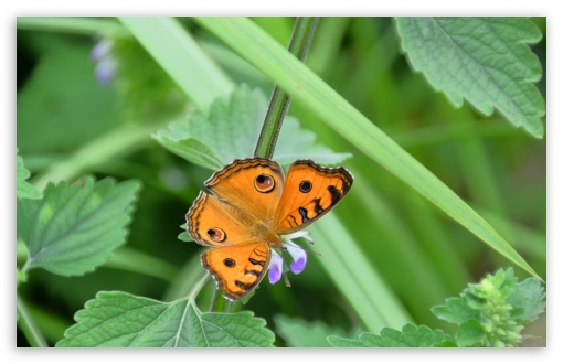 Butterfly UltraHD Wallpaper for Wide 16:10 5:3 Widescreen WHXGA WQXGA WUXGA WXGA WGA ; 8K UHD TV 16:9 Ultra High Definition 2160p 1440p 1080p 900p 720p ; UHD 16:9 2160p 1440p 1080p 900p 720p ; Standard 4:3 5:4 3:2 Fullscreen UXGA XGA SVGA QSXGA SXGA DVGA HVGA HQVGA ( Apple PowerBook G4 iPhone 4 3G 3GS iPod Touch ) ; Smartphone 5:3 WGA ; Tablet 1:1 ; iPad 1/2/Mini ; Mobile 4:3 5:3 3:2 16:9 5:4 - UXGA XGA SVGA WGA DVGA HVGA HQVGA ( Apple PowerBook G4 iPhone 4 3G 3GS iPod Touch ) 2160p 1440p 1080p 900p 720p QSXGA SXGA ; Dual 16:10 5:3 16:9 4:3 5:4 WHXGA WQXGA WUXGA WXGA WGA 2160p 1440p 1080p 900p 720p UXGA XGA SVGA QSXGA SXGA ;