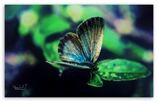 Butterfly UltraHD Wallpaper for UHD 16:9 ; HD 16:9 ; Widescreen 16:10 5:3 ; Fullscreen 4:3 5:4 3:2 ; Tablet 1:1 ; Mobile 3:4 ;