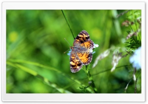 Butterfly Ultra HD Wallpaper for 4K UHD Widescreen Desktop, Lockscreen, Screensaver, TV, Tablet, Smartphone