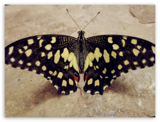 Butterfly UltraHD Wallpaper for Standard 4:3 Fullscreen UXGA XGA SVGA ; iPad 1/2/Mini ; Mobile 4:3 - UXGA XGA SVGA ;