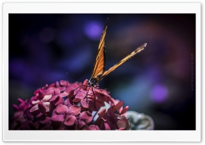 Butterfly - 1 Ultra HD Wallpaper for 4K UHD Widescreen desktop, tablet & smartphone