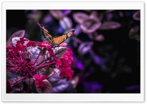 Butterfly - 2 Ultra HD Wallpaper for 4K UHD Widescreen desktop, tablet & smartphone