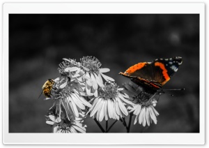 Butterfly - Bee Ultra HD Wallpaper for 4K UHD Widescreen desktop, tablet & smartphone