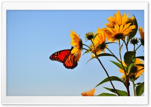 Butterfly - Illinois Ultra HD Wallpaper for 4K UHD Widescreen desktop, tablet & smartphone