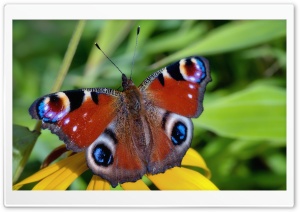 Butterfly - Last Days Of Summer Ultra HD Wallpaper for 4K UHD Widescreen desktop, tablet & smartphone