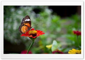 Butterfly   Thailand Ultra HD Wallpaper for 4K UHD Widescreen desktop, tablet & smartphone