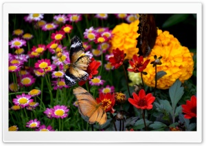 Butterfly and Colorful Flowers Ultra HD Wallpaper for 4K UHD Widescreen desktop, tablet & smartphone