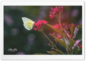 Butterfly and Flower Ultra HD Wallpaper for 4K UHD Widescreen desktop, tablet & smartphone