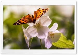 Butterfly and Flowers Ultra HD Wallpaper for 4K UHD Widescreen desktop, tablet & smartphone