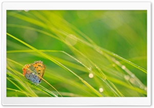 Butterfly And Green Grass Ultra HD Wallpaper for 4K UHD Widescreen desktop, tablet & smartphone