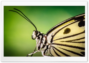 Butterfly Antennae Ultra HD Wallpaper for 4K UHD Widescreen desktop, tablet & smartphone