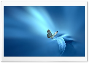 Butterfly, Blue Background Ultra HD Wallpaper for 4K UHD Widescreen desktop, tablet & smartphone