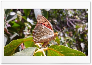 Butterfly Borujerd Ultra HD Wallpaper for 4K UHD Widescreen Desktop, Lockscreen, Screensaver, TV, Tablet, Smartphone