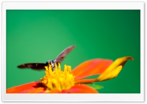 Butterfly, Bright Orange Flower Ultra HD Wallpaper for 4K UHD Widescreen desktop, tablet & smartphone