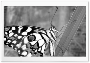 Butterfly by Shoaib Photography Ultra HD Wallpaper for 4K UHD Widescreen desktop, tablet & smartphone