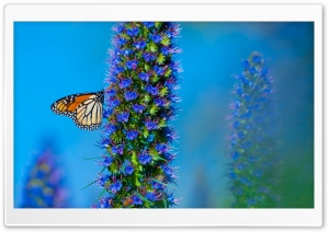 Butterfly California Ultra HD Wallpaper for 4K UHD Widescreen desktop, tablet & smartphone