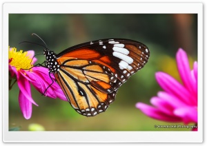 Butterfly Close Shot Ultra HD Wallpaper for 4K UHD Widescreen desktop, tablet & smartphone