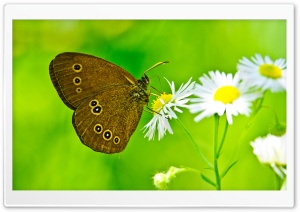 Butterfly Close-Up Ultra HD Wallpaper for 4K UHD Widescreen desktop, tablet & smartphone