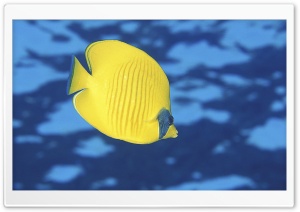 Butterfly Fish Ultra HD Wallpaper for 4K UHD Widescreen desktop, tablet & smartphone