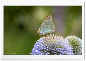 Butterfly, Flower Ultra HD Wallpaper for 4K UHD Widescreen desktop, tablet & smartphone