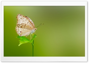 Butterfly Green Background Ultra HD Wallpaper for 4K UHD Widescreen desktop, tablet & smartphone