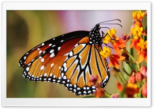 Butterfly In Arizona Ultra HD Wallpaper for 4K UHD Widescreen desktop, tablet & smartphone