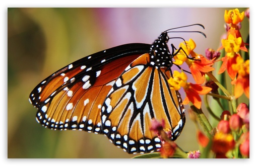 Butterfly In Arizona UltraHD Wallpaper for HD 16:9 ; Widescreen 16:10 5:3 ; Fullscreen 4:3 5:4 3:2 ; Tablet 1:1 ;