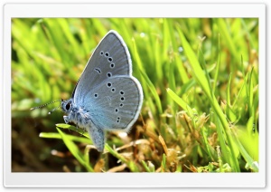 Butterfly in Diamonds Ultra HD Wallpaper for 4K UHD Widescreen desktop, tablet & smartphone