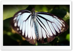 Butterfly in Peace Ultra HD Wallpaper for 4K UHD Widescreen desktop, tablet & smartphone