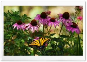 Butterfly in Summer Ultra HD Wallpaper for 4K UHD Widescreen desktop, tablet & smartphone