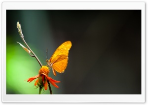 Butterfly In The Light Ultra HD Wallpaper for 4K UHD Widescreen desktop, tablet & smartphone