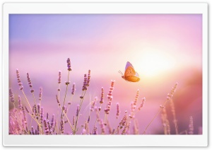Butterfly, Lavender, Flowers, Sun Glow, Harmony 4K UHD Wallpaper for Widescreen and UltraWide Desktop, UltraHD TV, Laptop, Tablet, Smartphone